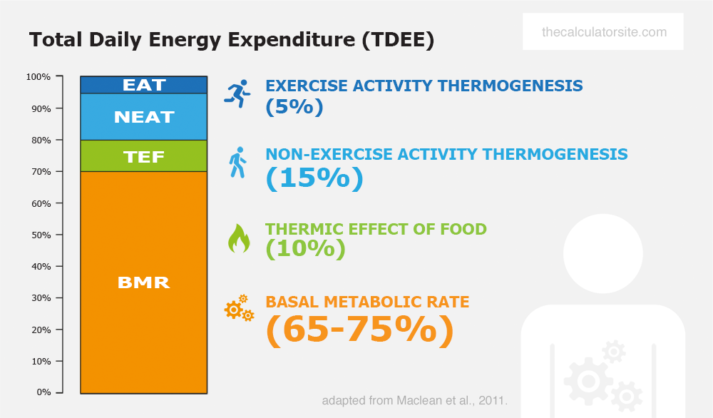 Total daily energy expenditure and BMR